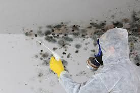 Best Commercial Mold Inspection  in Forks, WA